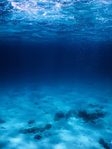 Photo sandy sea bottom marine life, underwater background