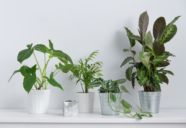 Photo scandinavian concept.  some beautiful house plants flowers  in white and metal pots on white table. front view and copy  space image