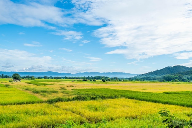 Scenery of harvested rice fields and sky