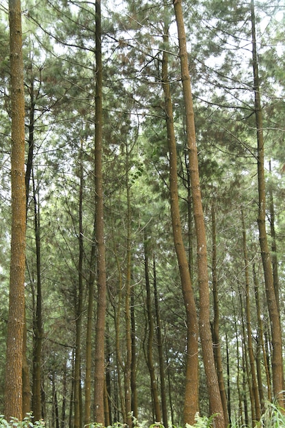 scenery in the pine forest