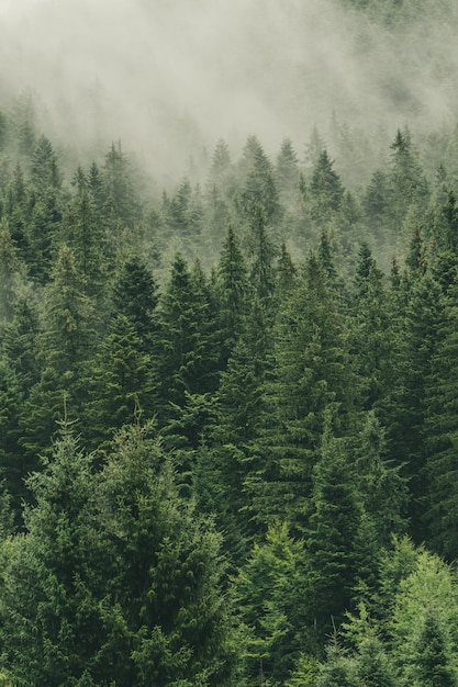 Photo scenic landscape in nature, forest and hill.