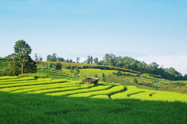 Photo scenic view of agricultural field against clear sky