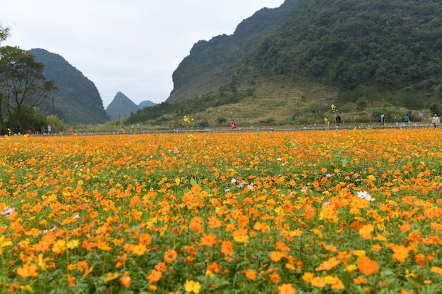 Photo scenic view of flowering field against sky