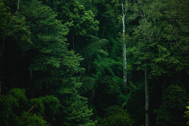 Photo scenic view of forest