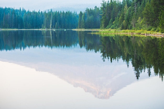 Photo scenic view of lake by trees in forest