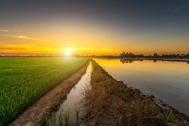 Photo scenic view landscape of rice field green grass with field cornfield or in asia country agriculture harvest with fluffy clouds blue sky sunset evening background