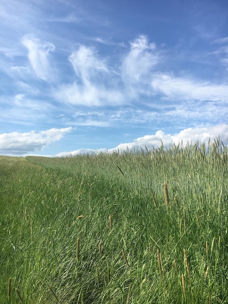 Photo scenic view of wheat field against sky