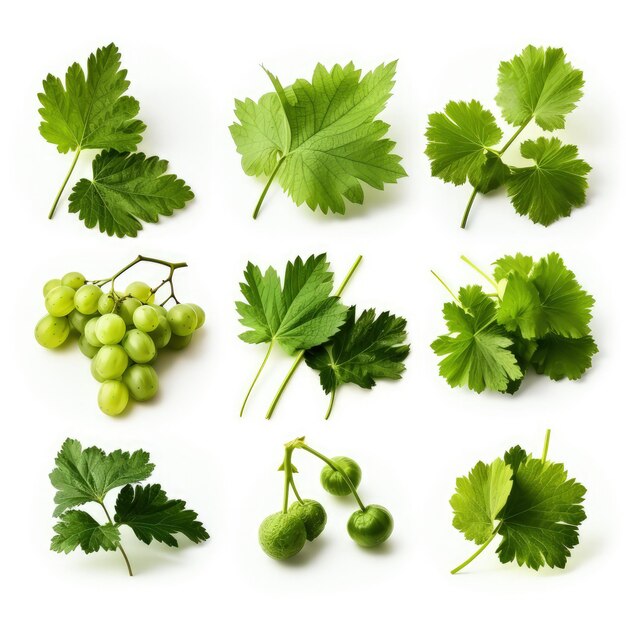 Photo seamless simple gooseberry and leaf pattern for decorative design