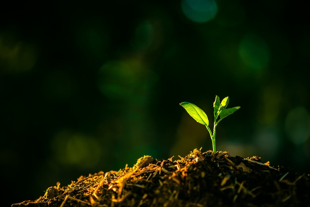 Photo seeding are ​growing​ in ​the​ soil​ with​ ​backdrop​ of the​ sunlight.