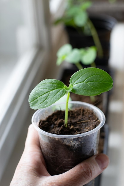 Seedling of cucumber in hand