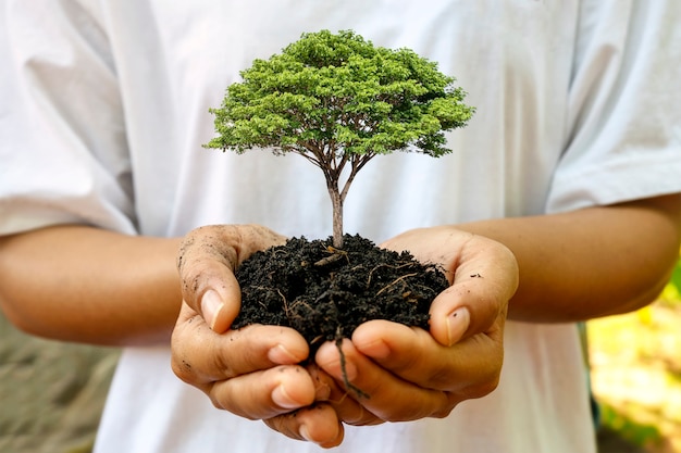 A seedling growing on the soil in a woman's hand, afforestation and forest conservation concept.