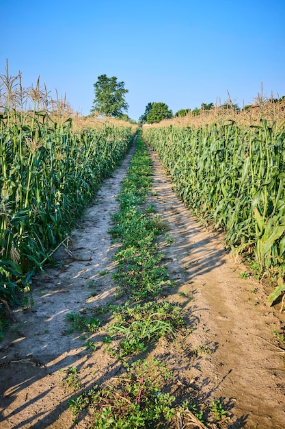 Photo serene cornfield with dirt path on a sunny day eyelevel perspective