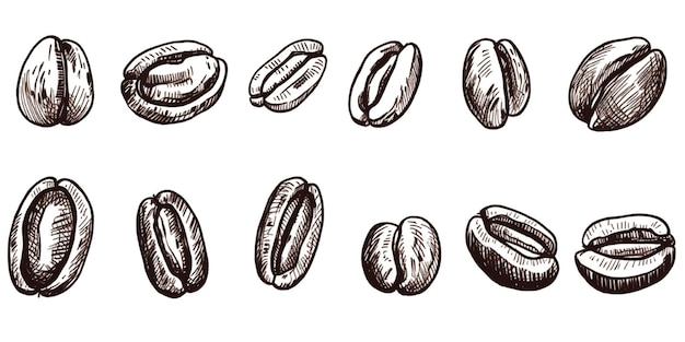 Photo set of coffee beans illustration