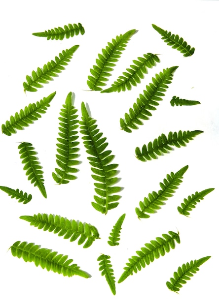 Photo set of green fern leaves tropical rainforest plant isolated on white background. floral pattern.