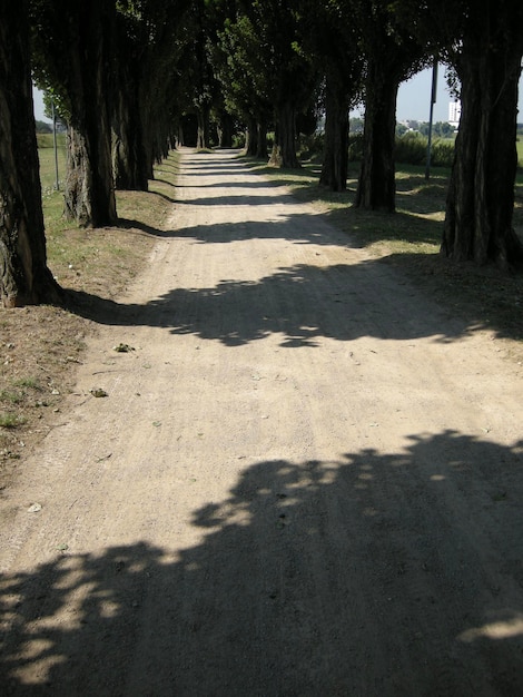 Photo shadow of trees on ground