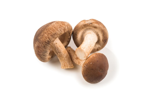 Shitake mushroom isolated on white