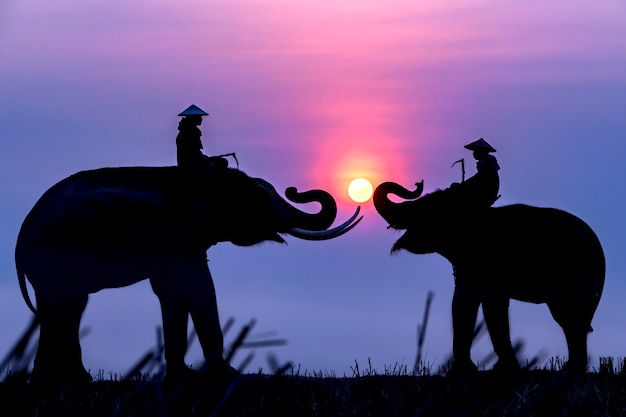 Silhouette of an elephant and a mahout at sunrise while traveling to rice fields.