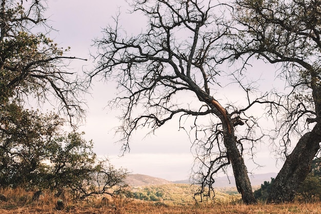 Foto silhouette di alberi sul paesaggio contro il cielo