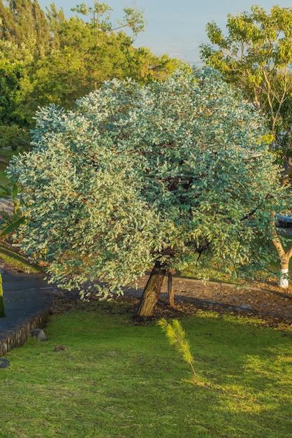 Foto silver dollar albero di eucalipto con bel fogliame eucalyptus cinerea mela argyle