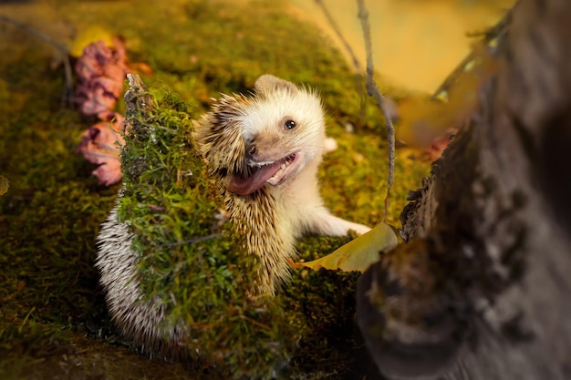 Small african pygmy hedgehog