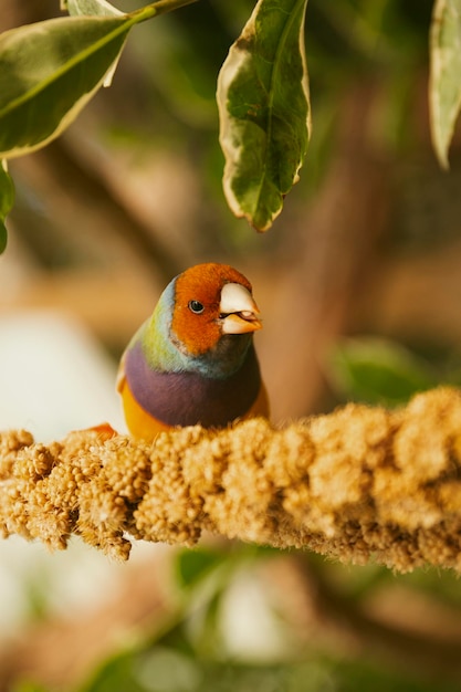 Small finch bird on a branch in a bird nursery vertical photo