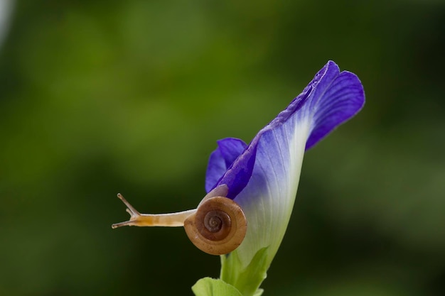 Snail on a violet flower on a sunny day close-up