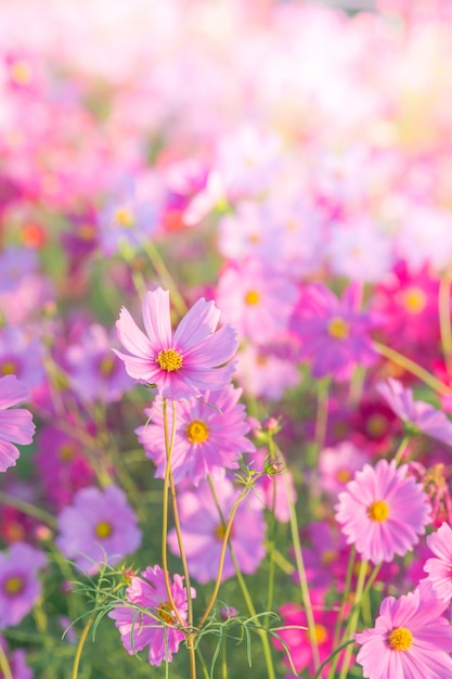 Photo soft, selective focus of cosmos, blurry flower for background, colorful plants