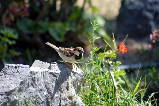 Foto sparrow zit op de rots bij planten