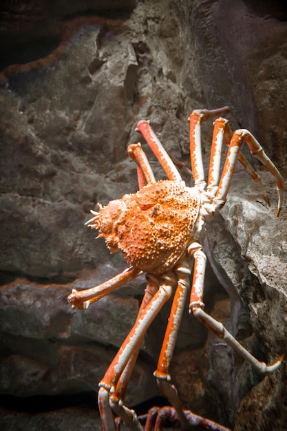 Photo spider crab closeup view in ocean