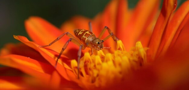 A spider on a flower in the garden