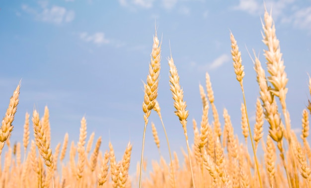 Photo spikelets of wheat against the sky