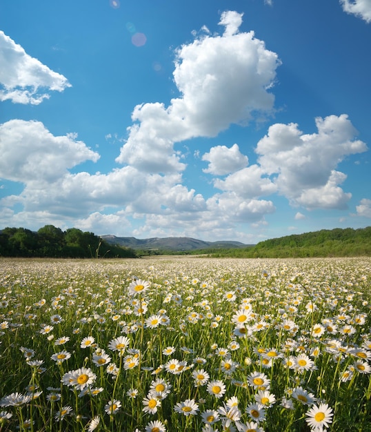 Spring daisy flowers in meadow