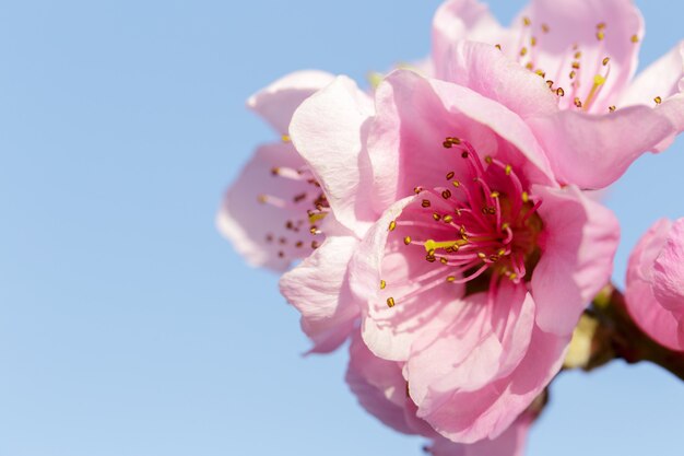 Photo spring tree with pink flowers