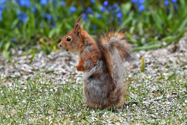 Photo squirrel on a field