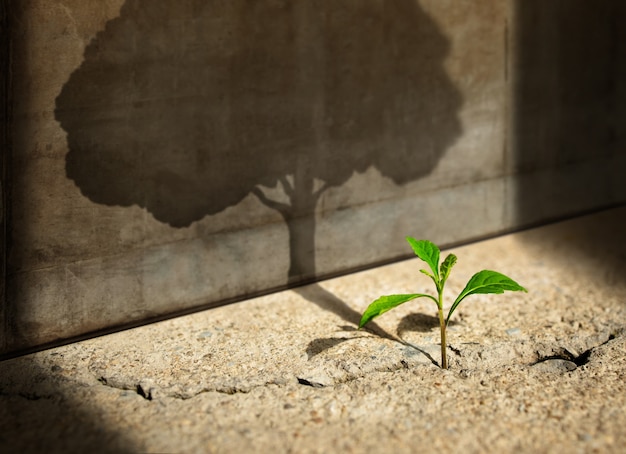 Photo start, think big, recovery and challenge in life or business concept.economic crisis symbol.new green sprout plant growth in cracked concrete and shading a big tree shadow on the concrete wall