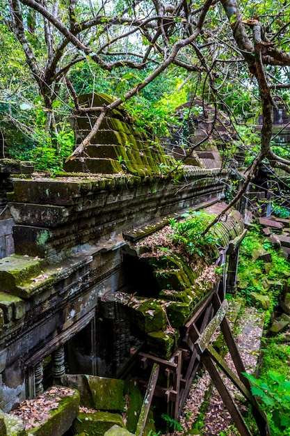 Stone wall covered by big tree root at Beng Mealea or Bung Mealea temple in Angkor complexCambodia