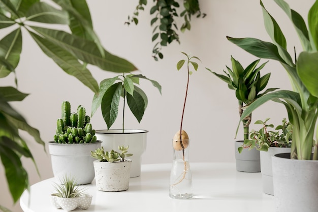 Photo stylish and botany composition of home interior garden filled a lot of plants in different design, elegant pots on the white table.