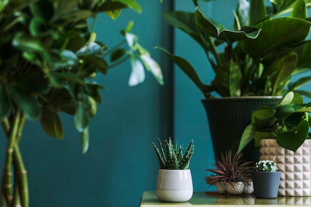 Photo stylish floral composition with beautiful plants, cacti and succulents in design and hipster pots on the coffee table. natural living room. green walls. home gardening concept..