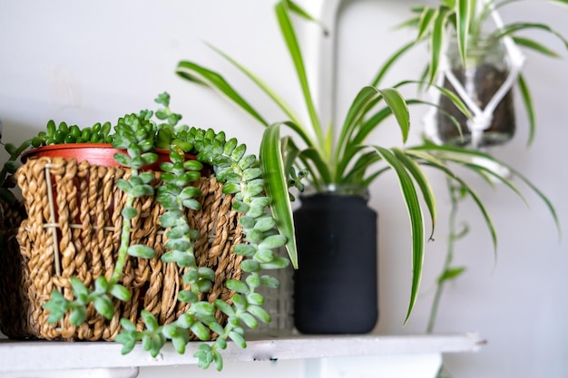 Photo succulents and indoor plants in different shape pots on the white shelf scandinavian hipster home