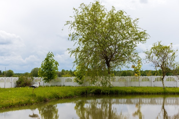 Summer green rural pond landscape