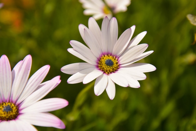 Summer pink camomiles flower bush. Garden live flowers.