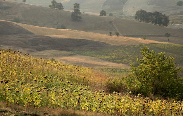 Sunflower and wheat lands Nature background