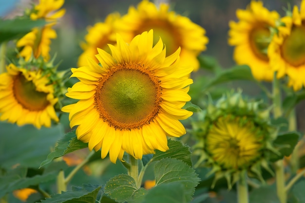 Sunflower with the sunflowers field in background