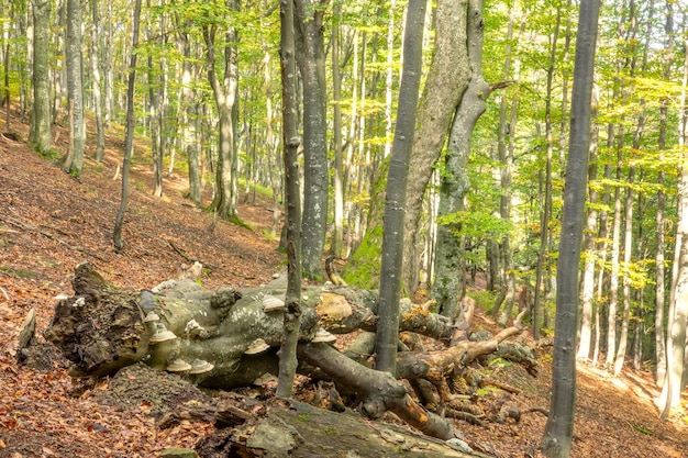 Sunny Beech Forest and Old Snag