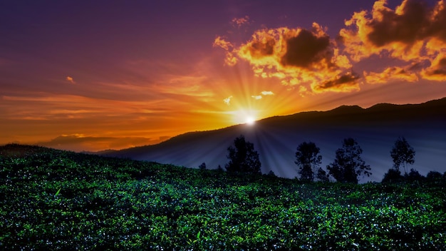 Sunset in in farmland with mountain