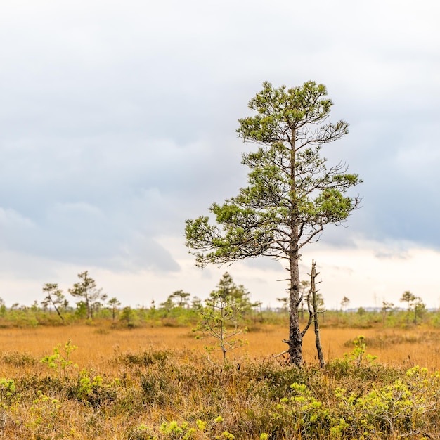 Swamp landscape with pine trees, Autumn Swamp Landscape. Yelnya National Park, Belarus