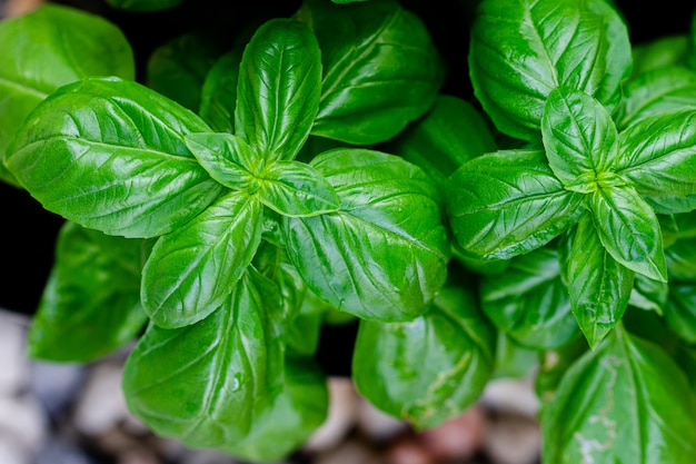 Sweet basil leaves in herbs garden. Natural food background