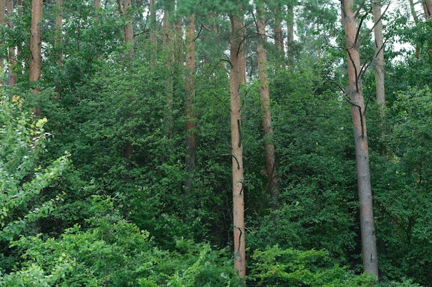 Photo tall trees in a dense forest