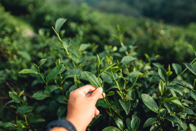 Photo tea leaves in the plantation