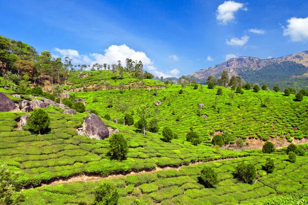 Photo tea plantation